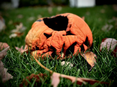 HALLOWEEN IS OVER...